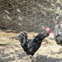 خروس گلین|حیوانات مزرعه|شیراز, کودیان|دیوار