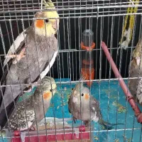 عروس هلندی|پرنده|خسروشاه, |دیوار