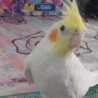 عروس هلندی لوتینو کینگ سایز