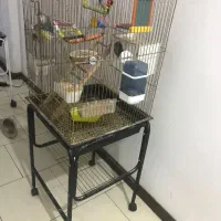 یک جفت کوتوله برزیلی مولد در حال آغل گرم کردن