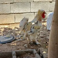 فروش خروس