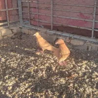 کفتر زرد درجایی|پرنده|میناب, |دیوار