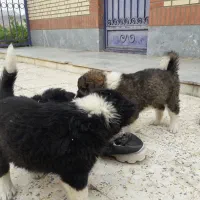 واگذاری توله قدرجونی