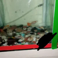 ماهی گوپی یا کپی