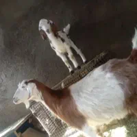 یک بز تالی با کره ماده