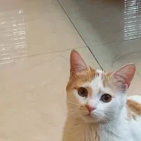 واگذاری گربه