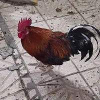 سلام خروس فونیکس