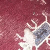 شهاب سنگ واقعی