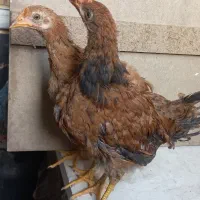 جوجه مرغ و خروس