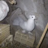 یک جفت کفتر دمچتری و شامپیون|پرنده|اصفهان, شهید رجایی|دیوار