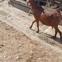 بز پاکستانی|حیوانات مزرعه|بهبهان, |دیوار