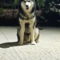 سگ هاسگی نر بالغ