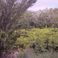 3000متر زمین باغی/ انجم آباد شهریار کرج تهران