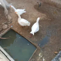 سه تا غاز|حیوانات مزرعه|رامشیر, |دیوار