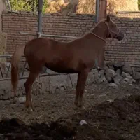 اسب ۲ ساله مادیان
