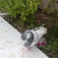 کبوتر|پرنده|کازرون, |دیوار