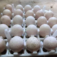 تخم نطفه‌دار بوقلمون بوبورن و برنزه دونه‌ای ۸۰