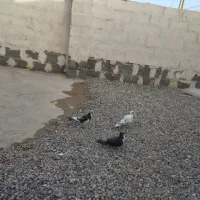 یک جفت کبوتر پرستو ویک ریش نر