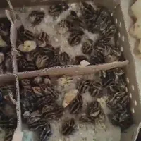 جوجه بلدرچین ژاپنی عالی