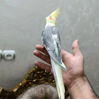 عروس هلندی از نسل سخنگو|پرنده|اردبیل, |دیوار