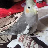 گمشده عروس هلندی