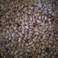 جارو  لوبیا چشم بلبلی|لوازم نظافت|مشگین شهر, |دیوار