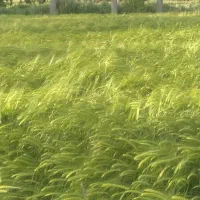 جو درشت