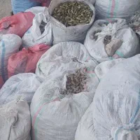 بلی روزگاری