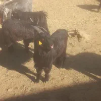 فروش ۱۴۰راس بزغاله پرواری چاق میش بز قوچ بره|حیوانات مزرعه|پیر بکران, |دیوار