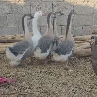 غاز وقو غاز|حیوانات مزرعه|کرمان, |دیوار