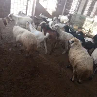 کهره وبره وبزصومال با کهره نر مخصوص داشت|حیوانات مزرعه|قشم, |دیوار