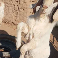 بزغاله نر|حیوانات مزرعه|تربت‌حیدریه, کلاته توکلی|دیوار