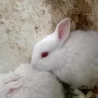 خرگوش چشم قرمز آلبینو
