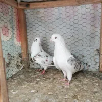 کبوتر تهرونی|پرنده|مشهد, ادیب نیشابوری (شهرک غرب)|دیوار