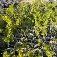 کاشت و عرضه انگور شانی (شرابی)