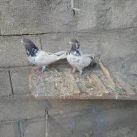 با سلام ی جفت کله دم درشت|پرنده|هرسین, |دیوار