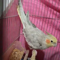 طوطی عروس هلندی ماده آهویی