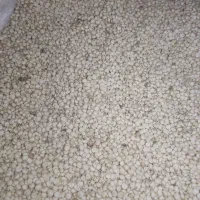 دان ذرت سفید