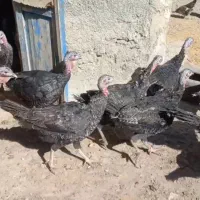 بوقلمون ماده محلی|حیوانات مزرعه|بیستون, |دیوار