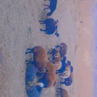 ۸ راس میش آبستن شیره دار وبی شیره