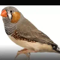فنچ فقط 150