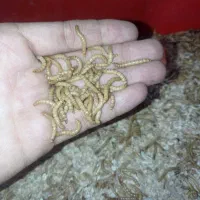 کارآفرینی تولید حشرات پروتئینی سوسک تاریکی میلورم