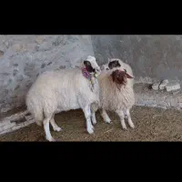 تعداد10راس میش زاییده