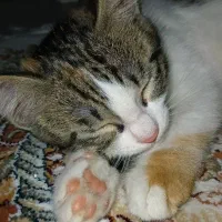 واگذاری گربه ماده ۵ ماهه