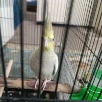 عروس هلندی گلباقالی