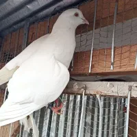 کبوتر ماده تیر ماهی نر جوزی مهری|پرنده|رشت, آب و برق|دیوار