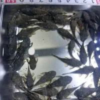 انواع گربه ماهی لجن‌خوار کف خوار 30هزار تومان