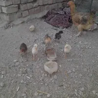 مرغ محلی با 6جوجه