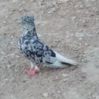 کفتر|پرنده|رامهرمز, |دیوار