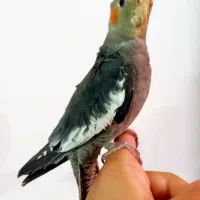 عروس هلندی ماده سخنگو